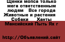 Щенки мопса только мега-ответственным людям - Все города Животные и растения » Собаки   . Ханты-Мансийский,Пыть-Ях г.